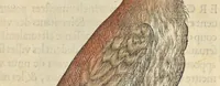 Picture 26 of 291 from L'histoire de la natvre des oyseavx : avec levrs descriptions, & naïfs portraicts retirez du natvrel, escrite en sept livres (1555), leaf 122