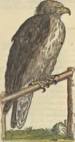 An illustration from L'histoire de la natvre des oyseavx : avec levrs descriptions, & naïfs portraicts retirez du natvrel, escrite en sept livres (1555)