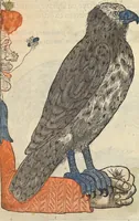 An illustration from L'histoire de la natvre des oyseavx : avec levrs descriptions, & naïfs portraicts retirez du natvrel, escrite en sept livres (1555)