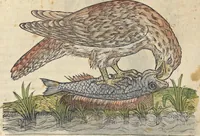 Picture 32 of 291 from L'histoire de la natvre des oyseavx : avec levrs descriptions, & naïfs portraicts retirez du natvrel, escrite en sept livres (1555), leaf 127