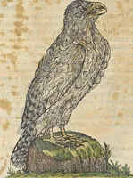 An illustration from L'histoire de la natvre des oyseavx : avec levrs descriptions, & naïfs portraicts retirez du natvrel, escrite en sept livres (1555)