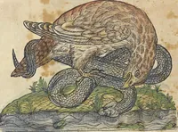 An illustration from L'histoire de la natvre des oyseavx : avec levrs descriptions, & naïfs portraicts retirez du natvrel, escrite en sept livres (1555)