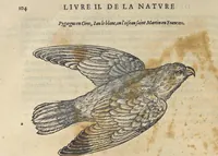 An illustration from L'histoire de la natvre des oyseavx : avec levrs descriptions, & naïfs portraicts retirez du natvrel, escrite en sept livres (1555)
