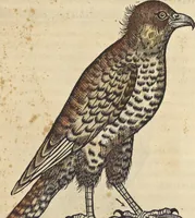 An illustration from L'histoire de la natvre des oyseavx : avec levrs descriptions, & naïfs portraicts retirez du natvrel, escrite en sept livres (1555)