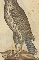 An illustration from L'histoire de la natvre des oyseavx : avec levrs descriptions, & naïfs portraicts retirez du natvrel, escrite en sept livres (1555)