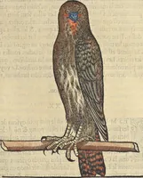 An illustration from L'histoire de la natvre des oyseavx : avec levrs descriptions, & naïfs portraicts retirez du natvrel, escrite en sept livres (1555)