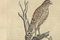 An illustration from L'histoire de la natvre des oyseavx : avec levrs descriptions, & naïfs portraicts retirez du natvrel, escrite en sept livres (1555)