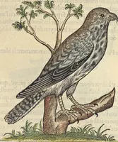 An illustration from L'histoire de la natvre des oyseavx : avec levrs descriptions, & naïfs portraicts retirez du natvrel, escrite en sept livres (1555)