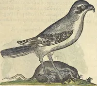 An illustration from L'histoire de la natvre des oyseavx : avec levrs descriptions, & naïfs portraicts retirez du natvrel, escrite en sept livres (1555)