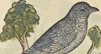 An illustration from L'histoire de la natvre des oyseavx : avec levrs descriptions, & naïfs portraicts retirez du natvrel, escrite en sept livres (1555)