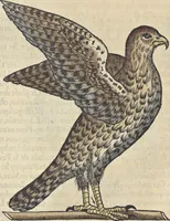 An illustration from L'histoire de la natvre des oyseavx : avec levrs descriptions, & naïfs portraicts retirez du natvrel, escrite en sept livres (1555)