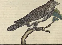 An illustration from L'histoire de la natvre des oyseavx : avec levrs descriptions, & naïfs portraicts retirez du natvrel, escrite en sept livres (1555)