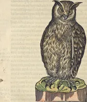 An illustration from L'histoire de la natvre des oyseavx : avec levrs descriptions, & naïfs portraicts retirez du natvrel, escrite en sept livres (1555)