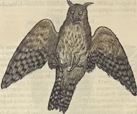 An illustration from L'histoire de la natvre des oyseavx : avec levrs descriptions, & naïfs portraicts retirez du natvrel, escrite en sept livres (1555)