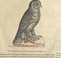 An illustration from L'histoire de la natvre des oyseavx : avec levrs descriptions, & naïfs portraicts retirez du natvrel, escrite en sept livres (1555)