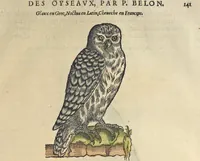 An illustration from L'histoire de la natvre des oyseavx : avec levrs descriptions, & naïfs portraicts retirez du natvrel, escrite en sept livres (1555)