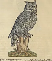 An illustration from L'histoire de la natvre des oyseavx : avec levrs descriptions, & naïfs portraicts retirez du natvrel, escrite en sept livres (1555)