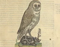 An illustration from L'histoire de la natvre des oyseavx : avec levrs descriptions, & naïfs portraicts retirez du natvrel, escrite en sept livres (1555)