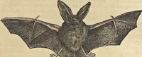 Picture 76 of 291 from L'histoire de la natvre des oyseavx : avec levrs descriptions, & naïfs portraicts retirez du natvrel, escrite en sept livres (1555), leaf 178