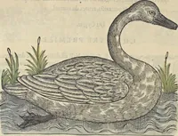 Picture 80 of 291 from L'histoire de la natvre des oyseavx : avec levrs descriptions, & naïfs portraicts retirez du natvrel, escrite en sept livres (1555), leaf 183