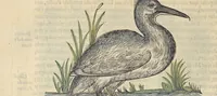An illustration from L'histoire de la natvre des oyseavx : avec levrs descriptions, & naïfs portraicts retirez du natvrel, escrite en sept livres (1555)