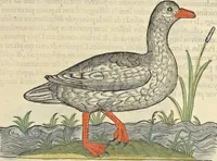 An illustration from L'histoire de la natvre des oyseavx : avec levrs descriptions, & naïfs portraicts retirez du natvrel, escrite en sept livres (1555)
