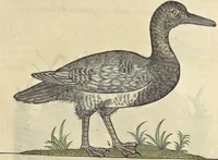 An illustration from L'histoire de la natvre des oyseavx : avec levrs descriptions, & naïfs portraicts retirez du natvrel, escrite en sept livres (1555)