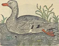 An illustration from L'histoire de la natvre des oyseavx : avec levrs descriptions, & naïfs portraicts retirez du natvrel, escrite en sept livres (1555)