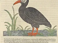 An illustration from L'histoire de la natvre des oyseavx : avec levrs descriptions, & naïfs portraicts retirez du natvrel, escrite en sept livres (1555)