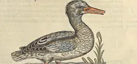 An illustration from L'histoire de la natvre des oyseavx : avec levrs descriptions, & naïfs portraicts retirez du natvrel, escrite en sept livres (1555)