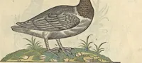 An illustration from L'histoire de la natvre des oyseavx : avec levrs descriptions, & naïfs portraicts retirez du natvrel, escrite en sept livres (1555)