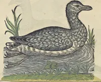 An illustration from L'histoire de la natvre des oyseavx : avec levrs descriptions, & naïfs portraicts retirez du natvrel, escrite en sept livres (1555)