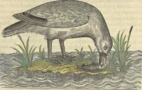 An illustration from L'histoire de la natvre des oyseavx : avec levrs descriptions, & naïfs portraicts retirez du natvrel, escrite en sept livres (1555)