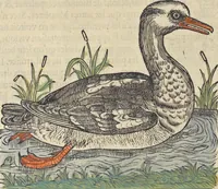 An illustration from L'histoire de la natvre des oyseavx : avec levrs descriptions, & naïfs portraicts retirez du natvrel, escrite en sept livres (1555)
