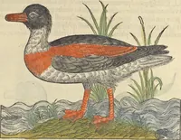 An illustration from L'histoire de la natvre des oyseavx : avec levrs descriptions, & naïfs portraicts retirez du natvrel, escrite en sept livres (1555)