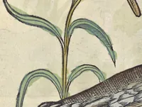 Picture 104 of 291 from L'histoire de la natvre des oyseavx : avec levrs descriptions, & naïfs portraicts retirez du natvrel, escrite en sept livres (1555), leaf 205