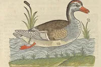 An illustration from L'histoire de la natvre des oyseavx : avec levrs descriptions, & naïfs portraicts retirez du natvrel, escrite en sept livres (1555)