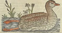 An illustration from L'histoire de la natvre des oyseavx : avec levrs descriptions, & naïfs portraicts retirez du natvrel, escrite en sept livres (1555)