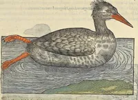An illustration from L'histoire de la natvre des oyseavx : avec levrs descriptions, & naïfs portraicts retirez du natvrel, escrite en sept livres (1555)