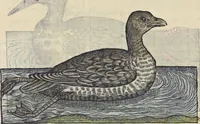 An illustration from L'histoire de la natvre des oyseavx : avec levrs descriptions, & naïfs portraicts retirez du natvrel, escrite en sept livres (1555)