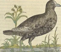 An illustration from L'histoire de la natvre des oyseavx : avec levrs descriptions, & naïfs portraicts retirez du natvrel, escrite en sept livres (1555)