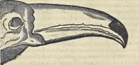 An illustration from L'histoire de la natvre des oyseavx : avec levrs descriptions, & naïfs portraicts retirez du natvrel, escrite en sept livres (1555)