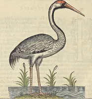 An illustration from L'histoire de la natvre des oyseavx : avec levrs descriptions, & naïfs portraicts retirez du natvrel, escrite en sept livres (1555)