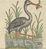 An illustration from L'histoire de la natvre des oyseavx : avec levrs descriptions, & naïfs portraicts retirez du natvrel, escrite en sept livres (1555)