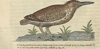 An illustration from L'histoire de la natvre des oyseavx : avec levrs descriptions, & naïfs portraicts retirez du natvrel, escrite en sept livres (1555)