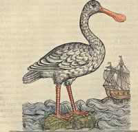 An illustration from L'histoire de la natvre des oyseavx : avec levrs descriptions, & naïfs portraicts retirez du natvrel, escrite en sept livres (1555)