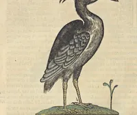 An illustration from L'histoire de la natvre des oyseavx : avec levrs descriptions, & naïfs portraicts retirez du natvrel, escrite en sept livres (1555)