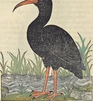 An illustration from L'histoire de la natvre des oyseavx : avec levrs descriptions, & naïfs portraicts retirez du natvrel, escrite en sept livres (1555)