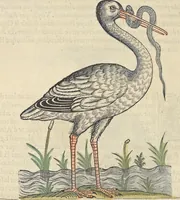 An illustration from L'histoire de la natvre des oyseavx : avec levrs descriptions, & naïfs portraicts retirez du natvrel, escrite en sept livres (1555)