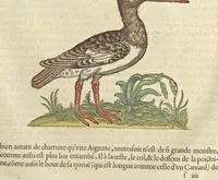 An illustration from L'histoire de la natvre des oyseavx : avec levrs descriptions, & naïfs portraicts retirez du natvrel, escrite en sept livres (1555)